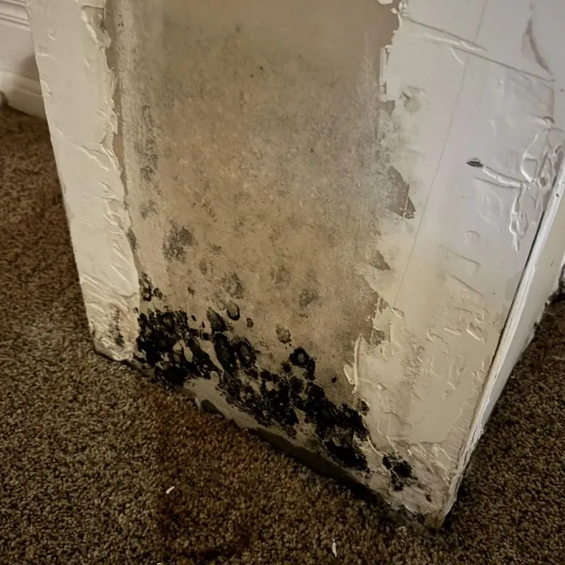 Professional Mold Removal in Abilene, TX